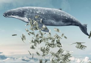 Sadraf: bitcoin whales 3