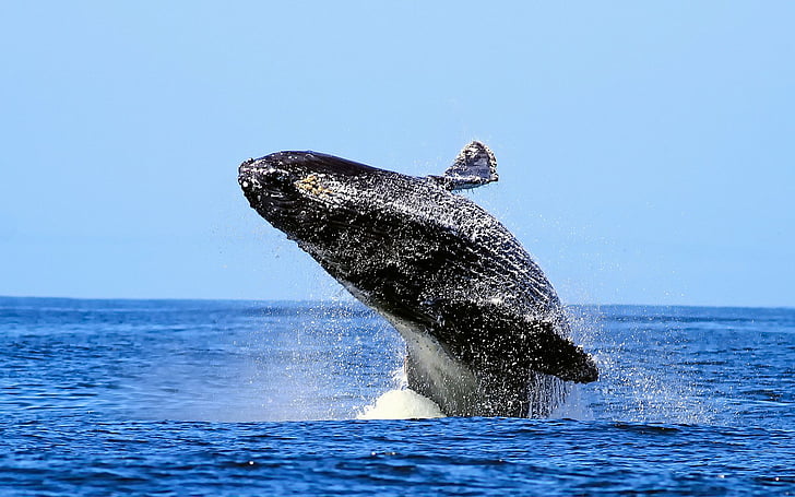 Ulaş Utku Bozdoğan: Devasa Balinalar, Bugün Bu Altcoin’den Milyarlık Satın Aldı! 2