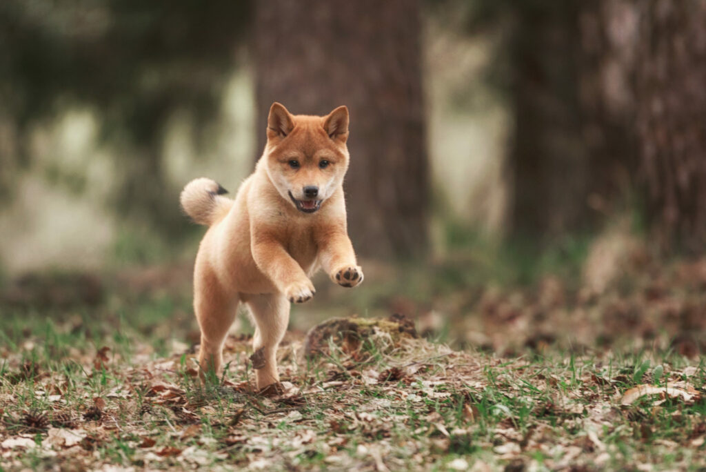 Ulaş Utku Bozdoğan: Shiba Inu Durmuyor: SHIB 2 Yeni Borsaya Giriyor! 1