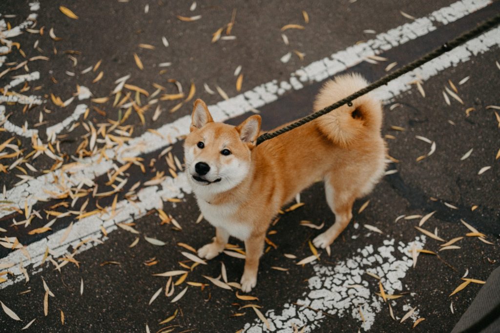 Ulaş Utku Bozdoğan: Shiba Inu Durmuyor: SHIB 2 Yeni Borsaya Giriyor! 2