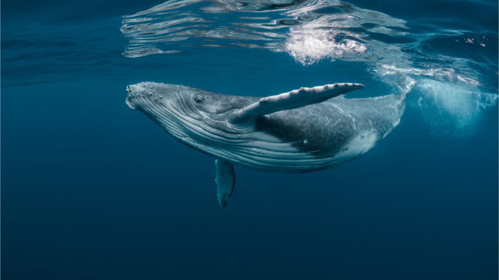 Ulaş Utku Bozdoğan: Veriler Açıklandı: Balinaların Hedefinde Bu 5 Altcoin Var! 1