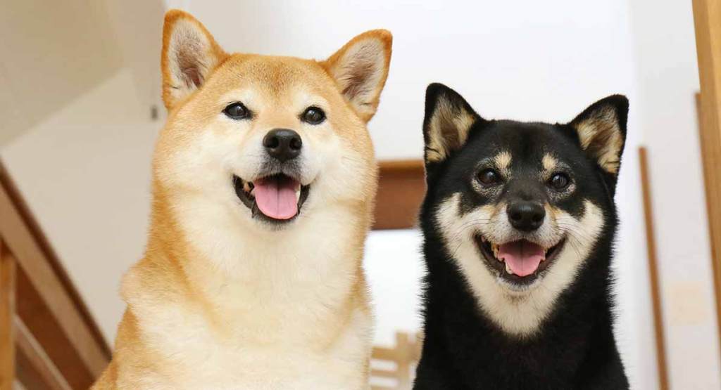 Ulaş Utku Bozdoğan: ABD’li Siyasetçiden Shiba Inu ve Dogecoin Yorumu! 1