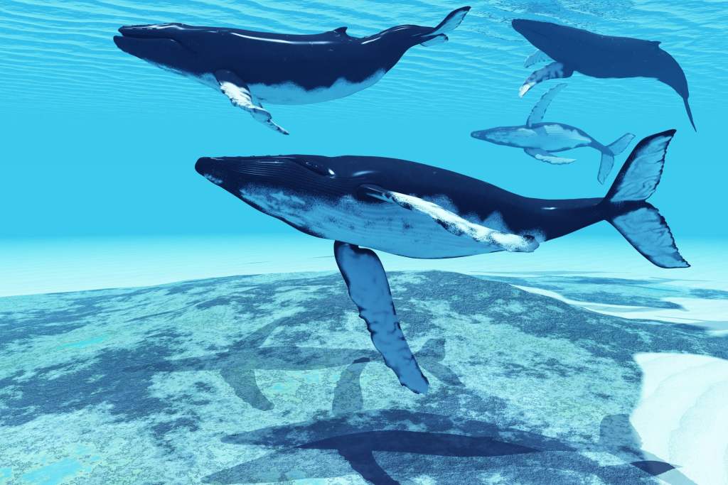 Ulaş Utku Bozdoğan: Balinalar Harekete Geçti: Bu Altcoin’leri Avlıyorlar! 1