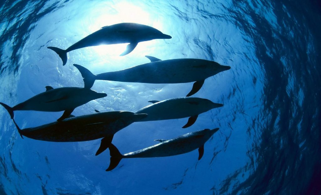 Ulaş Utku Bozdoğan: Bu Altcoin, Dev Duyurular Yaptı: Balinalar Süratle Satın Aldı 1