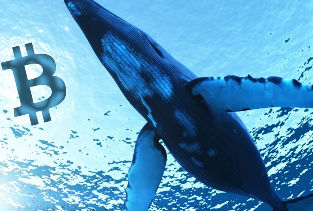 Ulaş Utku Bozdoğan: Cardano Balinaları Harekete Geçti: İşte Kıymetli Gelişmeler! 1