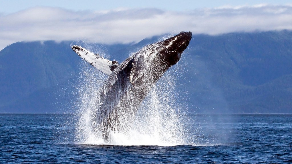 Ulaş Utku Bozdoğan: İşte Balinaların Stokladığı Büyük ve Küçük Altcoin’ler! 1