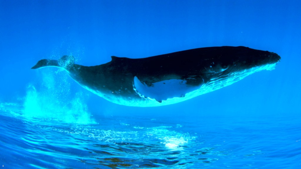 Ulaş Utku Bozdoğan: İşte Balinaların Stokladığı Büyük ve Küçük Altcoin’ler! 2