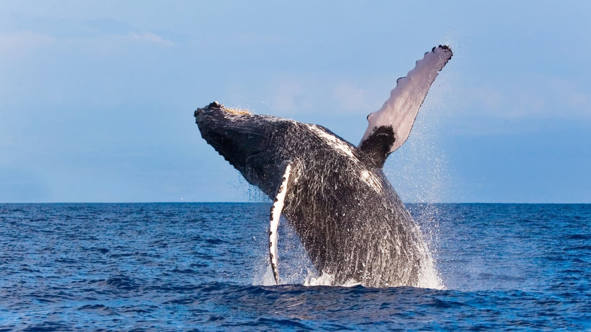 Ulaş Utku Bozdoğan: Devasa Yükseliş Beklentisi! Balinalar Bu 2 Altcoin’e Koşuyor! 4