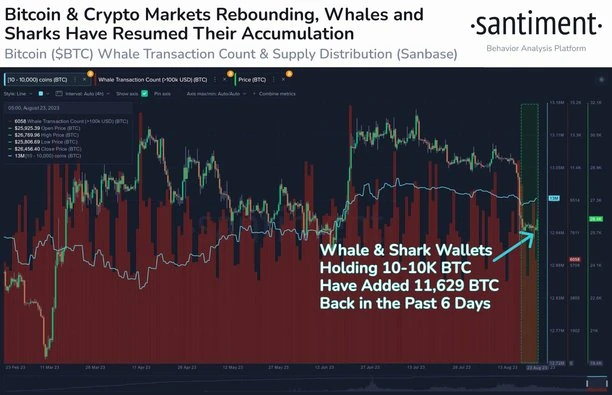 Ulaş Utku Bozdoğan: Balinalar Bitcoin Saldırısına Başladı! Neler Bekleniyor? 1
