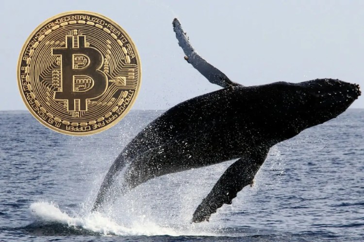 BTC Piyasası: Balinalar Saldırıyor! Bitcoin İçin Durum Aldıkları Düzeyler Açıklandı 2